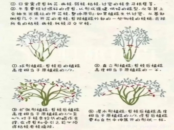 又快到春天月季修剪時(shí)，詳細圖解教你學(xué)會(huì )要領(lǐng)