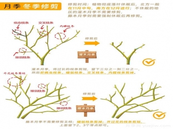 月季冬剪全攻略！各地區月季修剪時(shí)間和方法，全總結