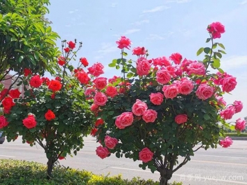 孝感月季應用和景觀(guān)圖集