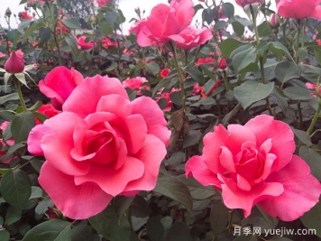 湖南各地市的市花分別是什么？