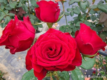 男生為什么送女生11朵紅玫瑰花？