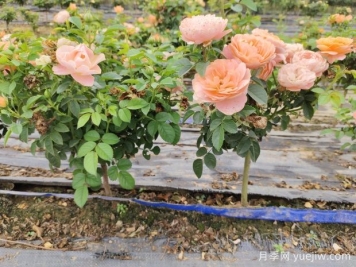 不同開(kāi)花類(lèi)型花灌木的修剪方法