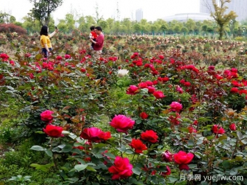 安慶月季市花文化和景觀(guān)圖集