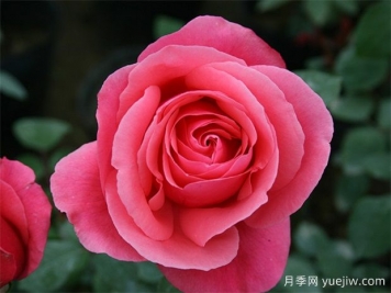 月季花：月月花開(kāi)不言敗
