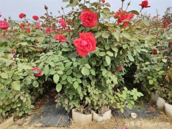 月季花屬于灌木嗎？