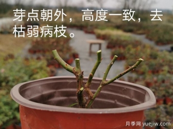 1月月季管理養護重點(diǎn)在哪里？請收好這份指南