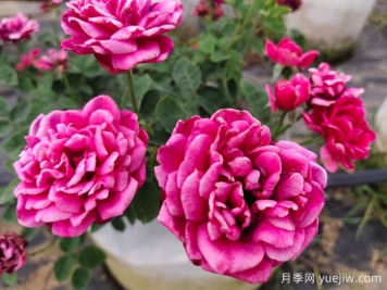 好養的4種月季花，可以種在陽(yáng)臺或庭院里