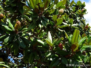 廣玉蘭什么時(shí)候開(kāi)花？花語(yǔ)和種植技巧是什么？