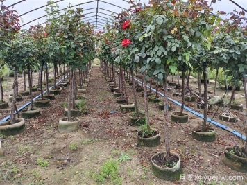 2024年綠化苗木種植風(fēng)向標，苗木如何才能掙錢(qián)？