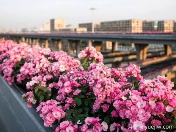 杭州高架月季實(shí)現定期開(kāi)花，是如何進(jìn)行花期調控的？