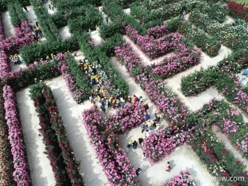 東陽(yáng)月季市花文化和景觀(guān)圖集