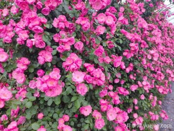 安吉拉月季藤本花海俗稱(chēng)，一棵就是一面花墻