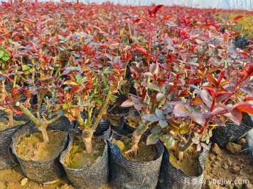 一朵月季花種出大產(chǎn)業(yè)，春節期間南陽(yáng)石橋鎮靜候花開(kāi)