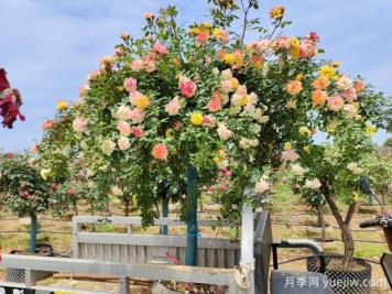 558種常見(jiàn)園林植物大全集錦，干貨滿(mǎn)滿(mǎn)，園林人必知
