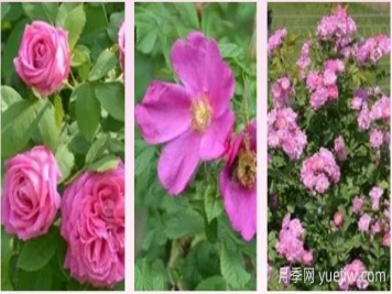 輕松區分月季、玫瑰和薔薇ROSE三姐妹，不再迷茫于愛(ài)情花海