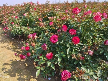 月季的求救信號，病害防治好養護