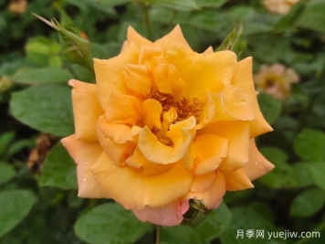 優(yōu)選6款品種適合庭院養，花大色艷濃香無(wú)比