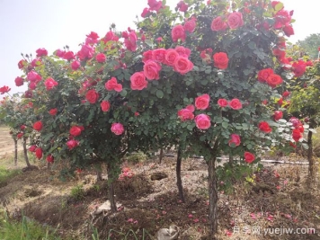 月季花修剪整，打造美麗造型的技巧