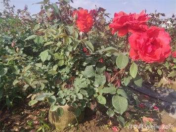 月季花病蟲(chóng)害防治，常見(jiàn)問(wèn)題與解決方法