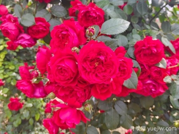 6款紅色系的藤本月季品種，適合打造網(wǎng)紅花墻