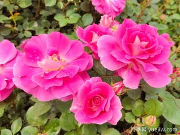 美艷長(cháng)新的月季花科普
