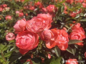 如何給月季花施肥？