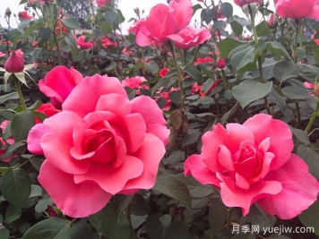 如何識別大花月季品種？