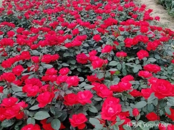 豐花月季花苗什么地方多？基地批發(fā)價(jià)格如何？