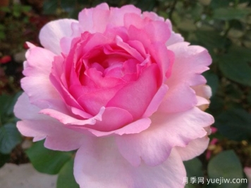 伊芙系列月季，花大濃香多季開(kāi)花的月季