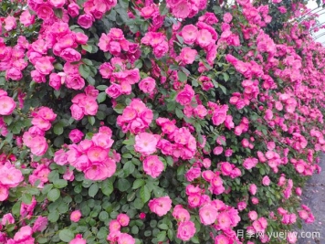 打造月季花墻就用這15種藤本月季，花開(kāi)成風(fēng)景線(xiàn)