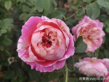 推薦4款歐月月季，顏值擔當，抗病好養