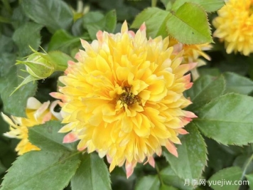 花友養的煙花波浪月季優(yōu)缺點(diǎn)