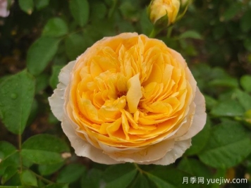 從花園到花瓶，盤(pán)點(diǎn)10個(gè)顏值超高的切花月季