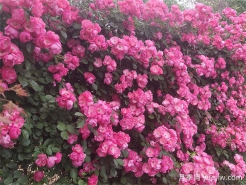 月季花開(kāi)：美了小城，醉了路人