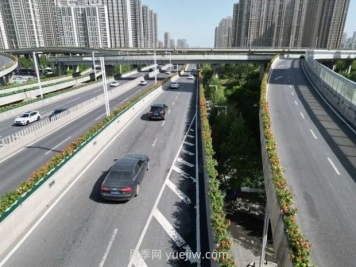 鄭州月季：花開(kāi)鄭好景如畫(huà)，高架月季香滿(mǎn)城