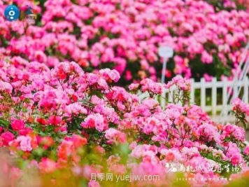 2024年第二屆杭州市月季花展舉辦，賞500萬(wàn)株月季