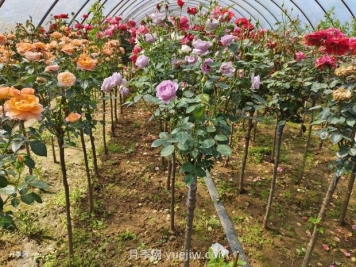多色歐月薔薇桿樹(shù)狀月季棒棒糖月季價(jià)格