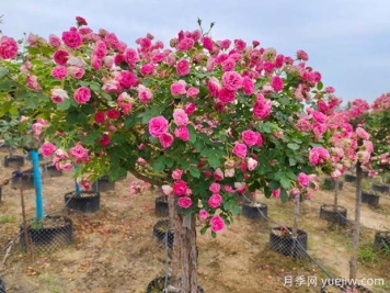 四季開(kāi)花的胭脂扣月季，這些優(yōu)點(diǎn)非常出色