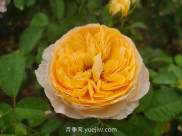 從一萬(wàn)種月季花中精選這10種，你喜歡嗎？