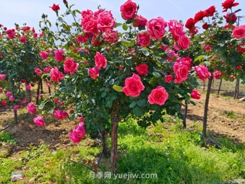 有院子的花友要養幾棵樹(shù)狀月季，花開(kāi)艷麗讓人羨慕