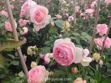 月季長(cháng)花苞后，花多多和磷酸二氫鉀怎樣用？