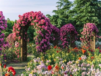 月季天花板，上海濱江森林公園浪漫的月季花墻盛開(kāi)