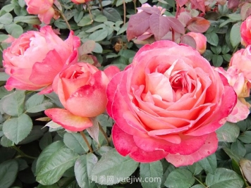 春季養護：花灌木修剪要點(diǎn)