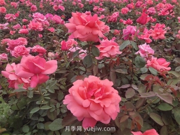 南陽(yáng)：收集5000份，做好月季種質(zhì)資源庫保護