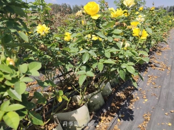 苗木葉片發(fā)黃怎么辦？原因分析和解決施策