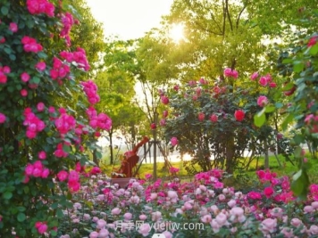 上海前灘休閑公園，月季花海盛景等你賞