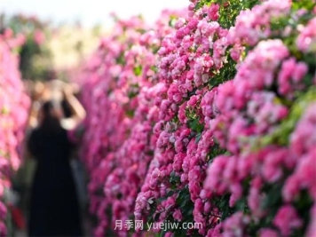 紅河彌勒月季花墻，安吉拉出彩綻放