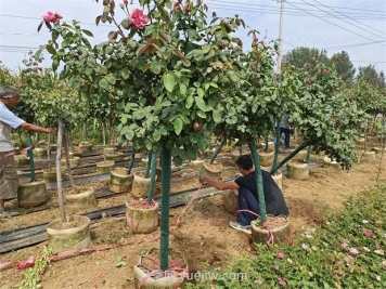 高溫季節如何提高樹(shù)木移植的成活率？