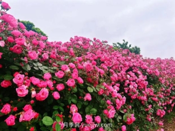 上海放鶴谷無(wú)門(mén)票，30萬(wàn)朵200多種月季開(kāi)成了花海