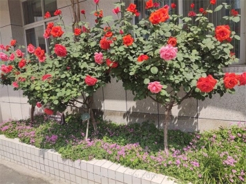 苗木栽植過(guò)深過(guò)淺的危害與挽救措施